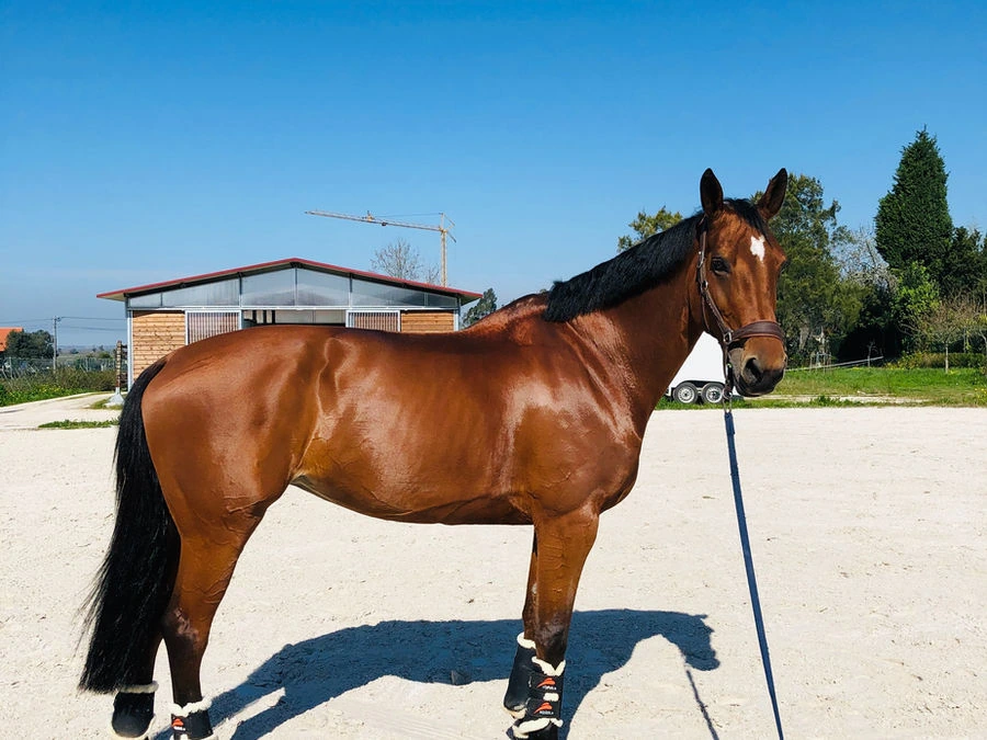 A bay horse standing in an outdoor arena wearing protective leg boots, with a modern barn and clear blue sky in the background at Seven Hills Training in Monroe, Washington.