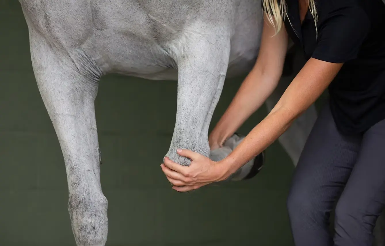 Hands-on equine bodywork demonstration focused on the horse's lower limb