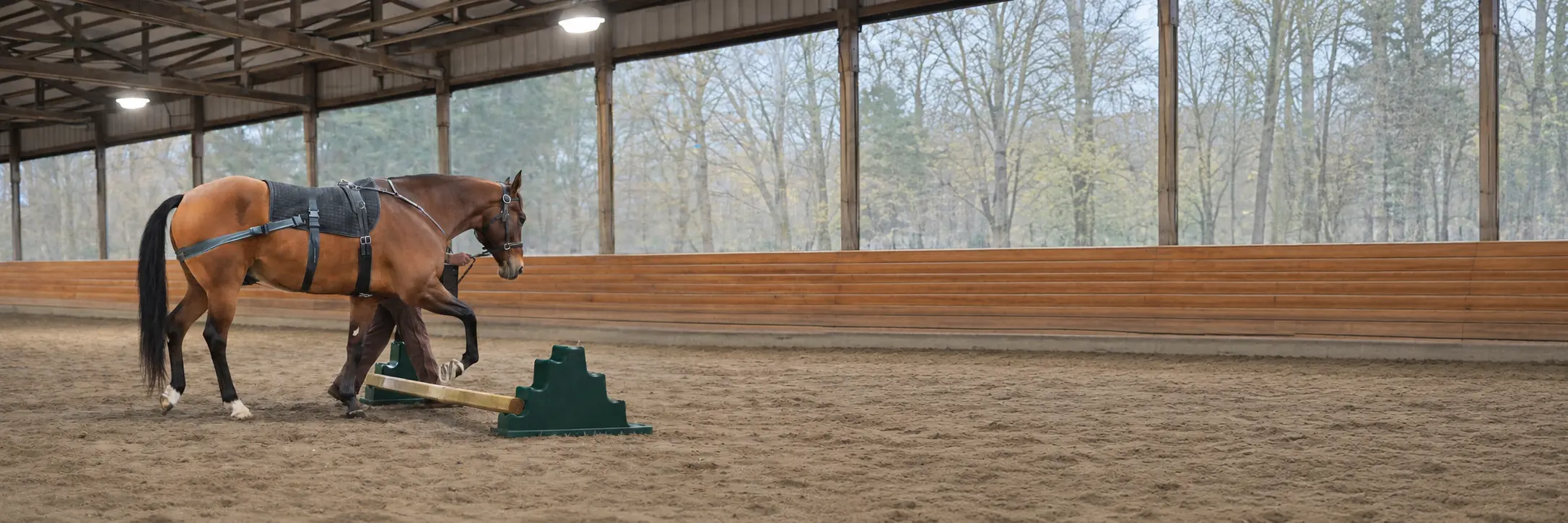 Performance horse rebuilding strength through structured rehabilitation