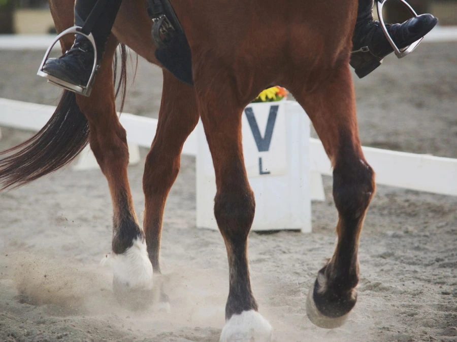 Horse and rider working under saddle