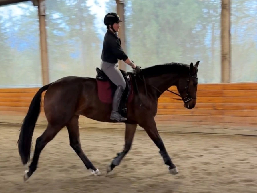 Horse and rider trotting in balanced, straight alignment under saddle during soundness-focused dressage training in an indoor arena.