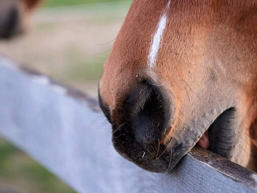Horse cribbing on a fence