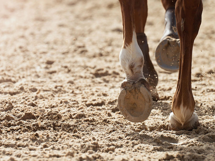 Horse’s hooves walking through soft arena footing