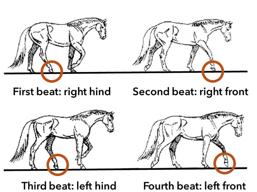 Diagram of the four-beat footfall sequence of a horse’s walk