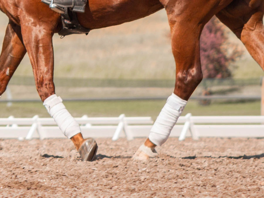 A horse walking in a dressage arena, demonstrating correct biomechanics, rhythm, and tracking up essential for balance and performance.
