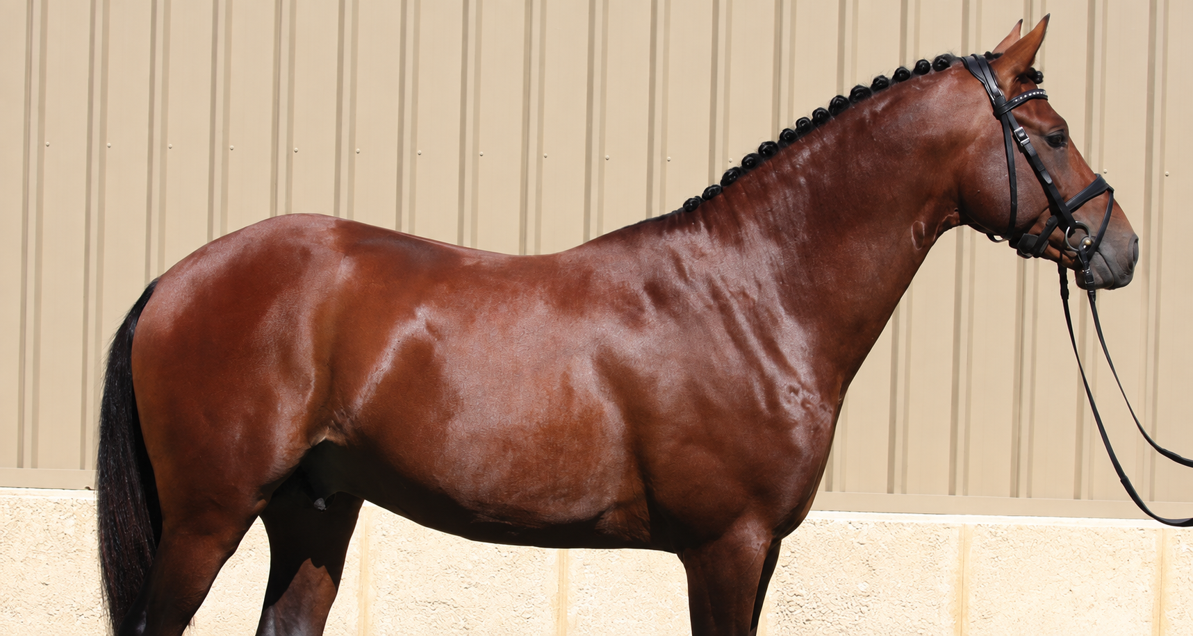 Bay horse showing a well-developed topline